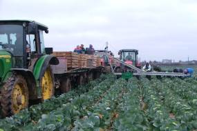 ТРАНСПАРТРЫ ДЛЯ ЗБІРАВАННЯ гародніны