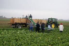 ТРАНСПАРТРЫ ДЛЯ ЗБІРАВАННЯ гародніны