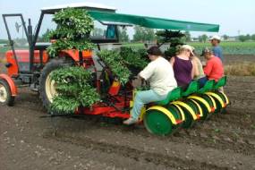 КАРУСЕЛЬНЫЯ САДЗІНЫ