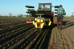 КАРУСЕЛЬНЫЯ САДЗІНЫ