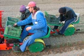 ДИСКАВЫЯ СЯДЗІ