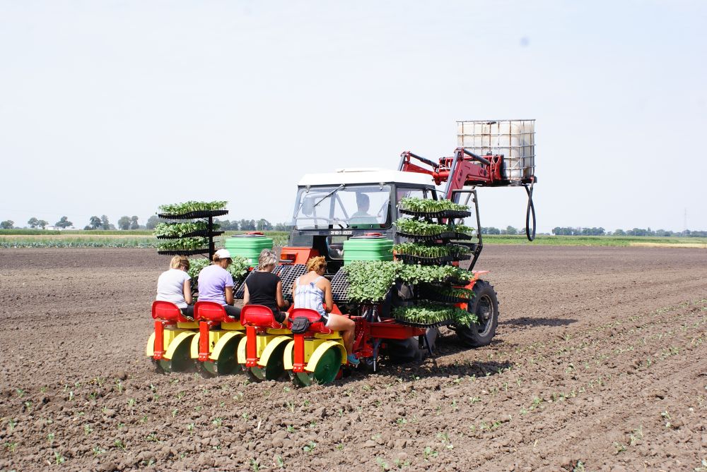 КАРУСЕЛЬНЫЯ САДЗІНЫ