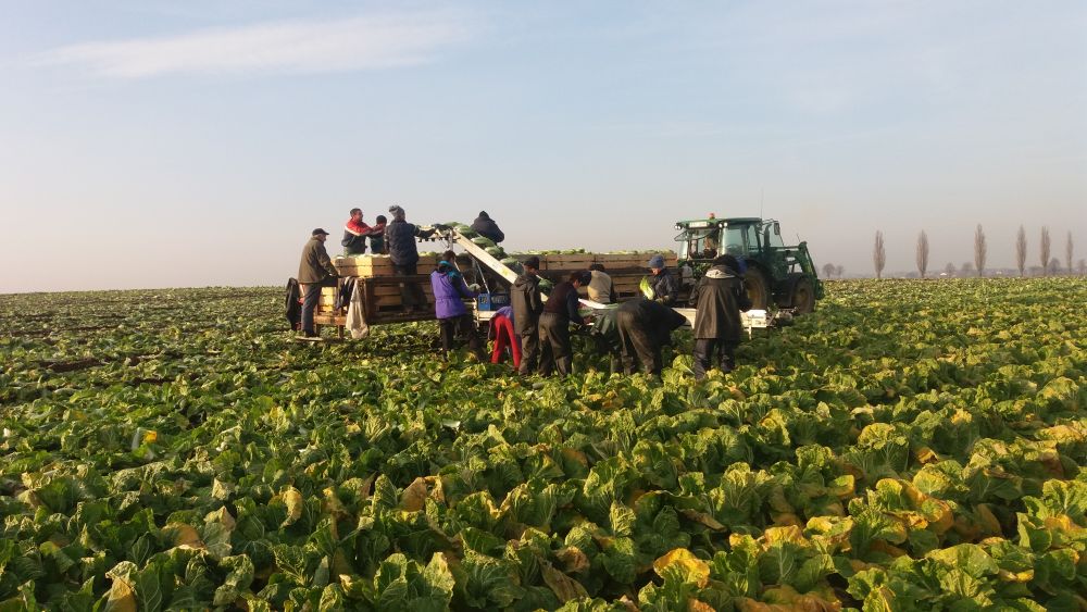 ТРАНСПАРТРЫ ДЛЯ ЗБІРАВАННЯ гародніны