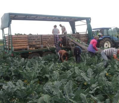 transporter do załadunku warzyw